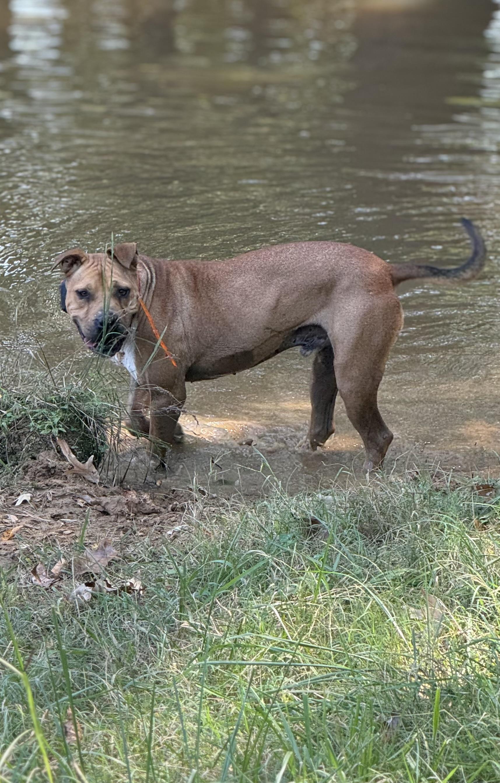 An adult large-sized male Apricot / Beige Pit Bull Terrier dog named Moose for adoption in Holly Springs, MS