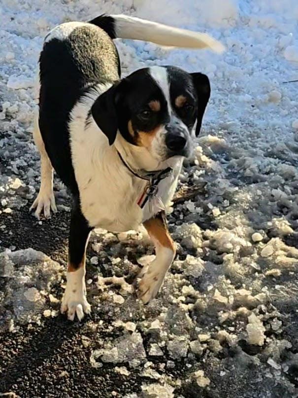 A young small-sized male Tricolor (Brown, Black, & White) Cavalier King Charles Spaniel dog named Hunter for adoption in Ringwood, NJ