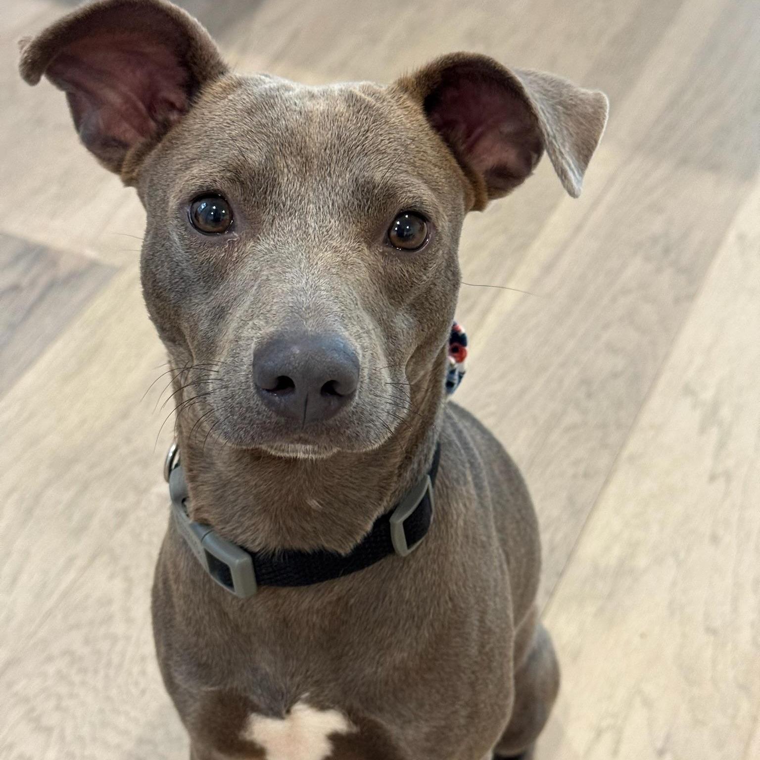 An adult small-sized male Gray / Blue / Silver Pit Bull Terrier dog named Mouse for adoption in Spring, TX