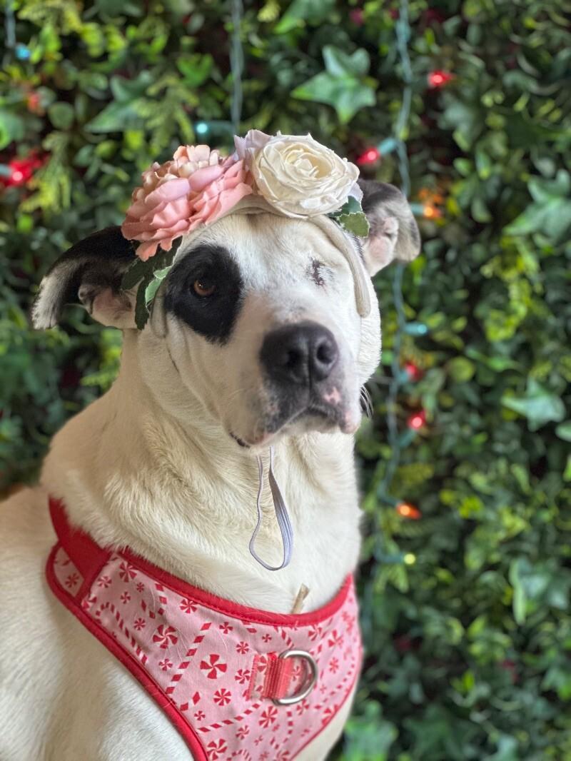 A young medium-sized female White / Cream Terrier dog named Vaquita for adoption in Carlsbad, CA