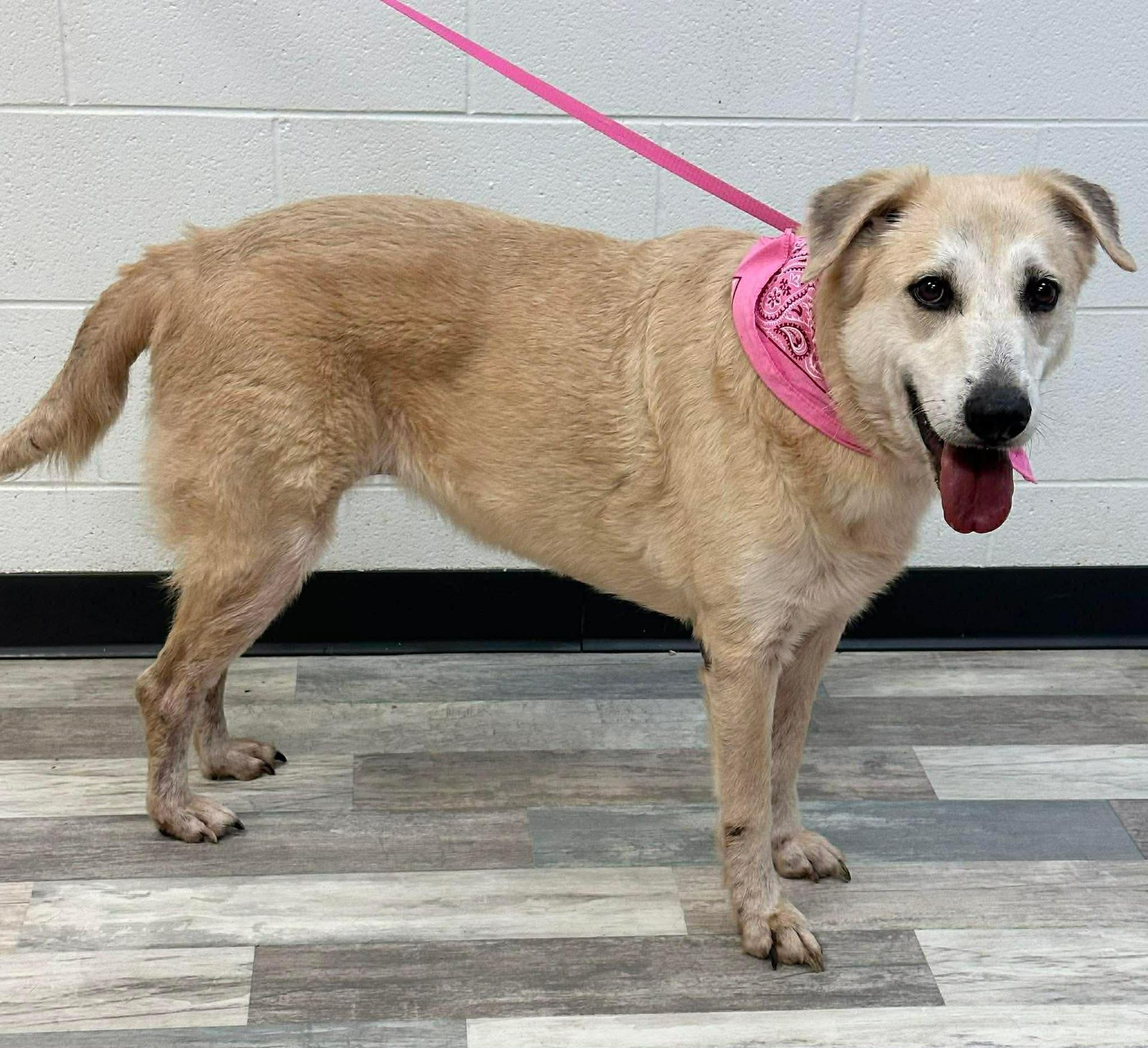 Lady The Retriever Mix
