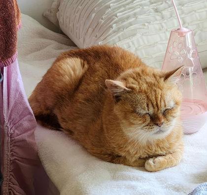 An adult medium-sized female Orange / Red Domestic Short Hair cat named Luna Trix for adoption in Annapolis, MD