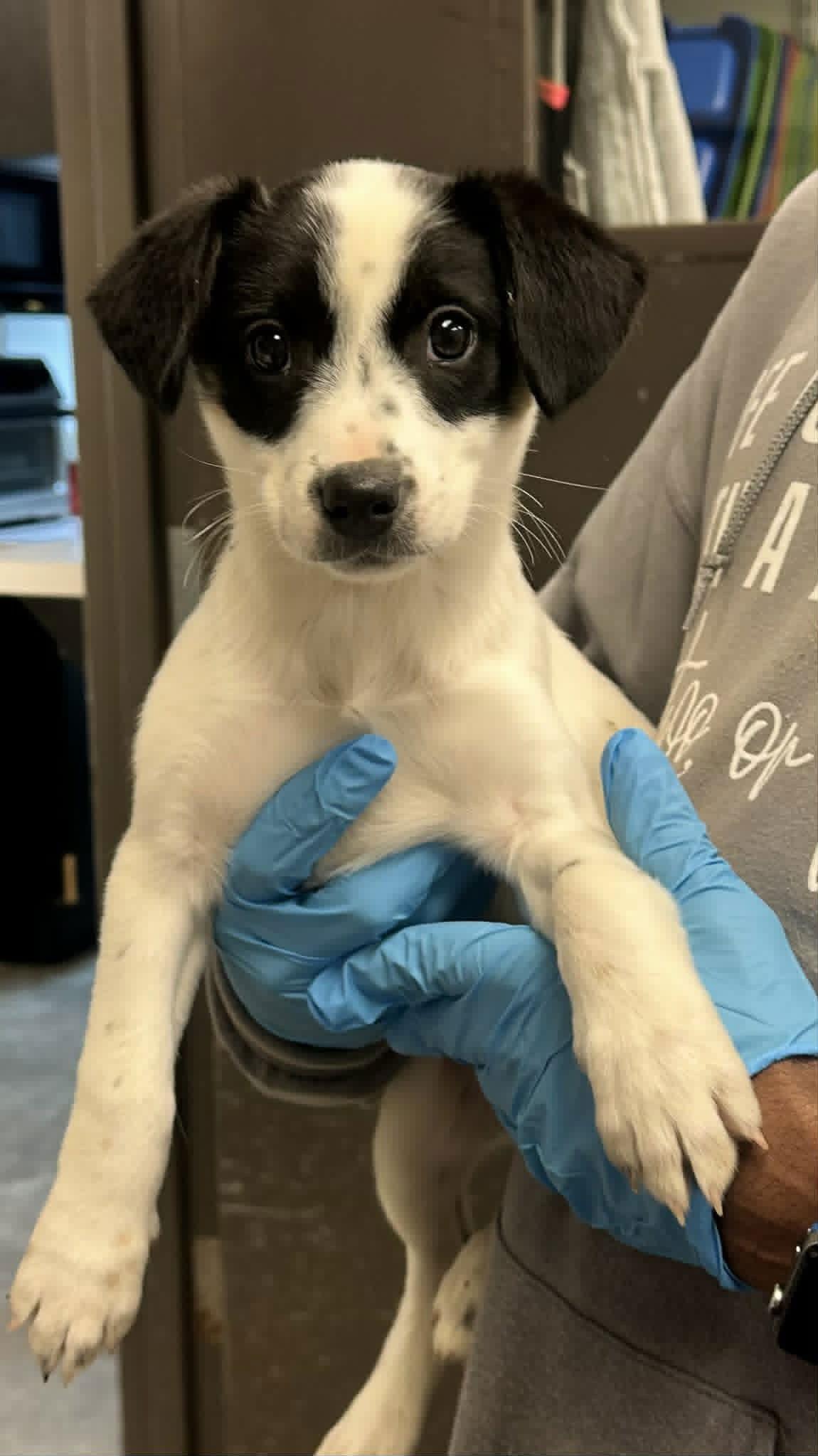 A baby medium-sized female Australian Shepherd dog named Sally for adoption in Jenkintown, PA