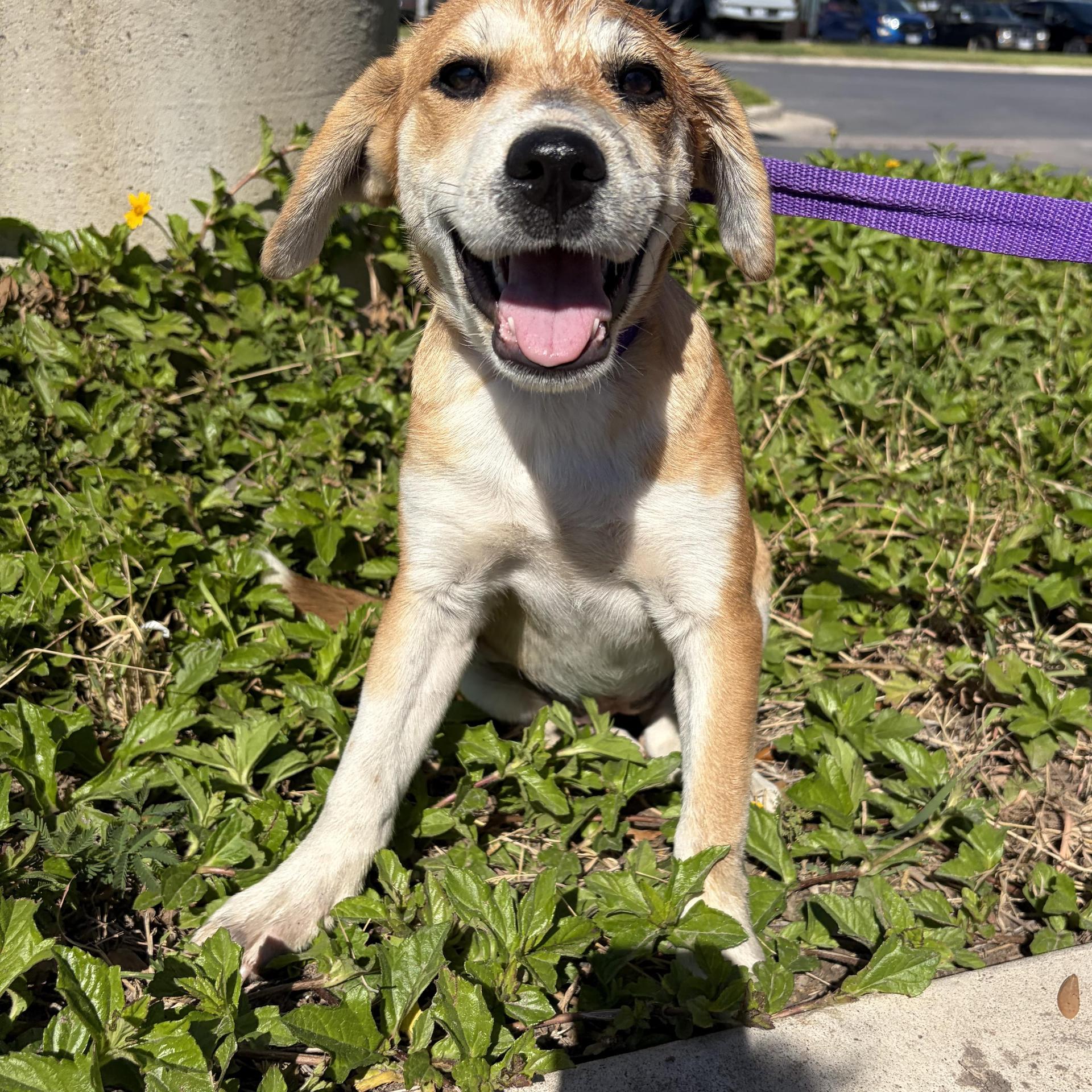 A baby medium-sized female Labrador Retriever dog named Lucille for adoption in Harlingen, TX