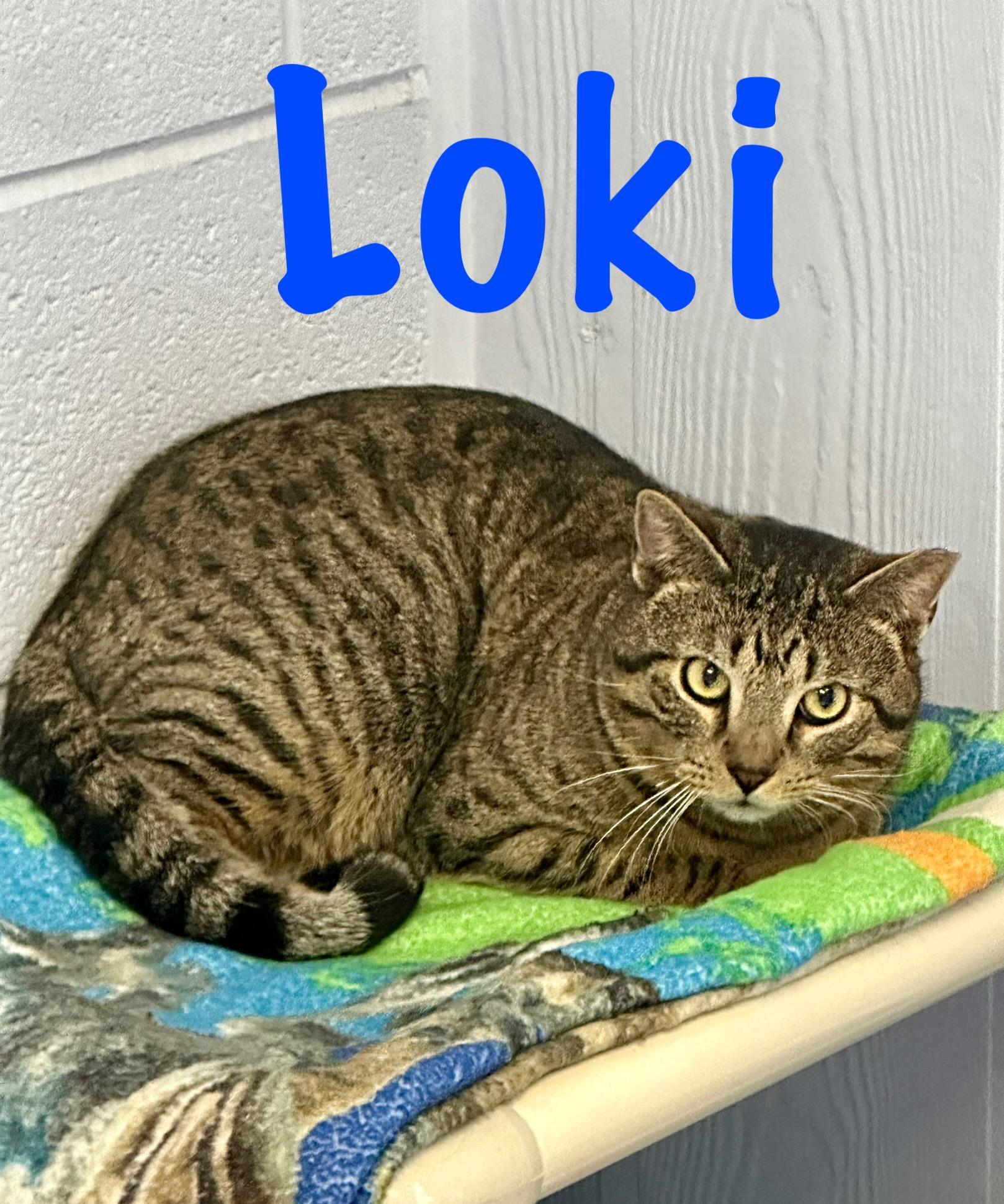 Loki