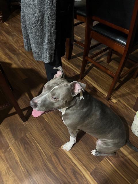 An adult large-sized male Gray / Blue / Silver Pit Bull Terrier dog named Blu for adoption in Humble, TX