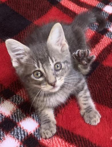 A baby small-sized male Tabby (Gray / Blue / Silver) Domestic Medium Hair cat named Moonlight for adoption in Liverpool, TX