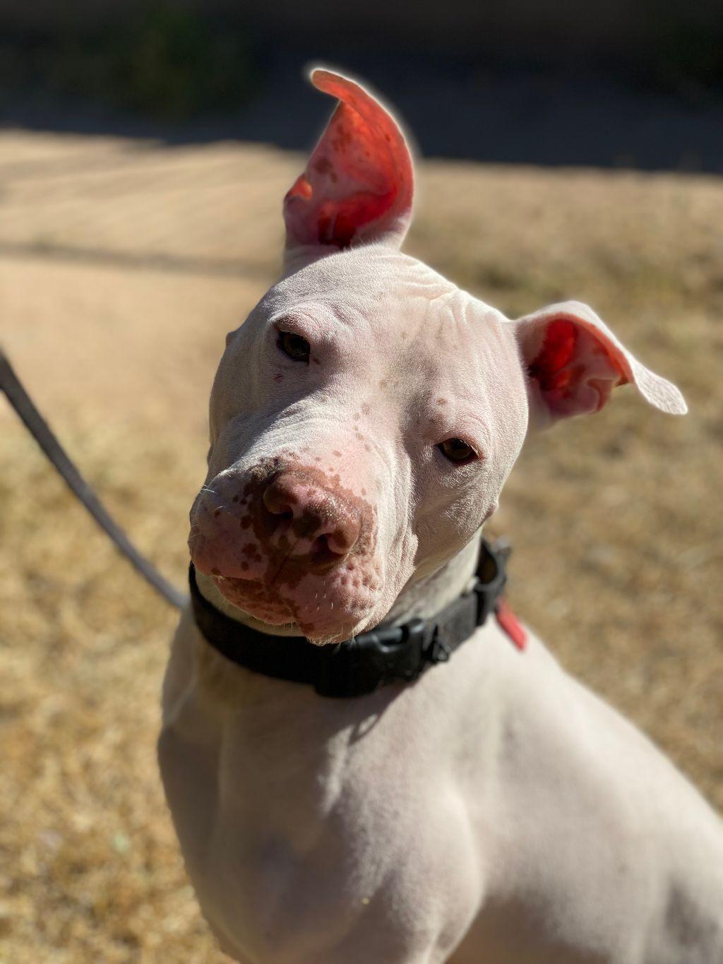 An adult large-sized male White / Cream American Staffordshire Terrier dog named Thor for adoption in Phoenix, AZ