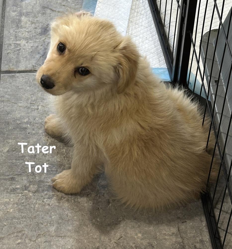 Tater Tot