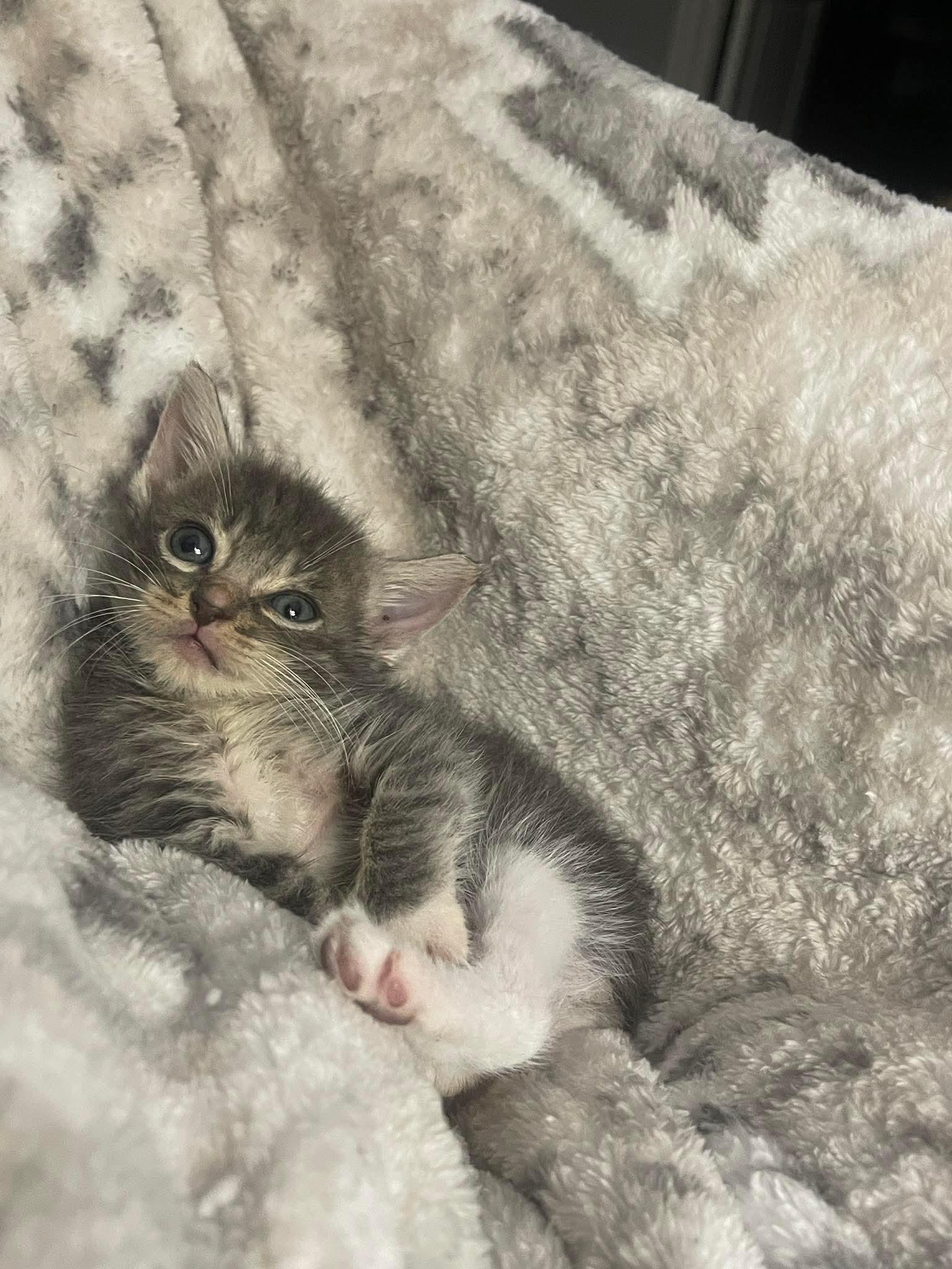 Marmalade Affectionate And