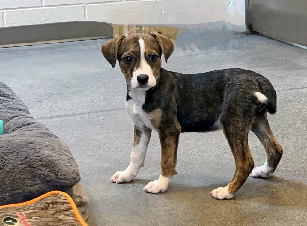 A baby small-sized female Mixed Breed dog named Tt Barbara Jean for adoption in Rome, GA