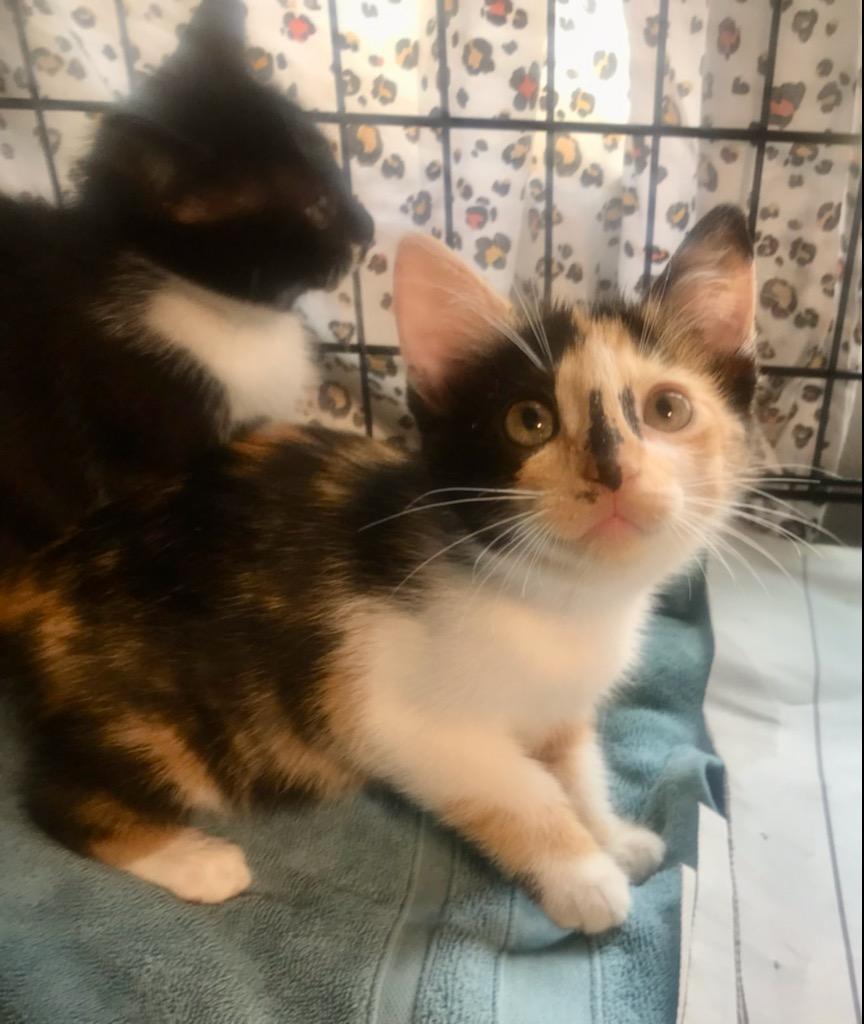A baby medium-sized female Domestic Short Hair cat named Nessa for adoption in Cincinnati, OH