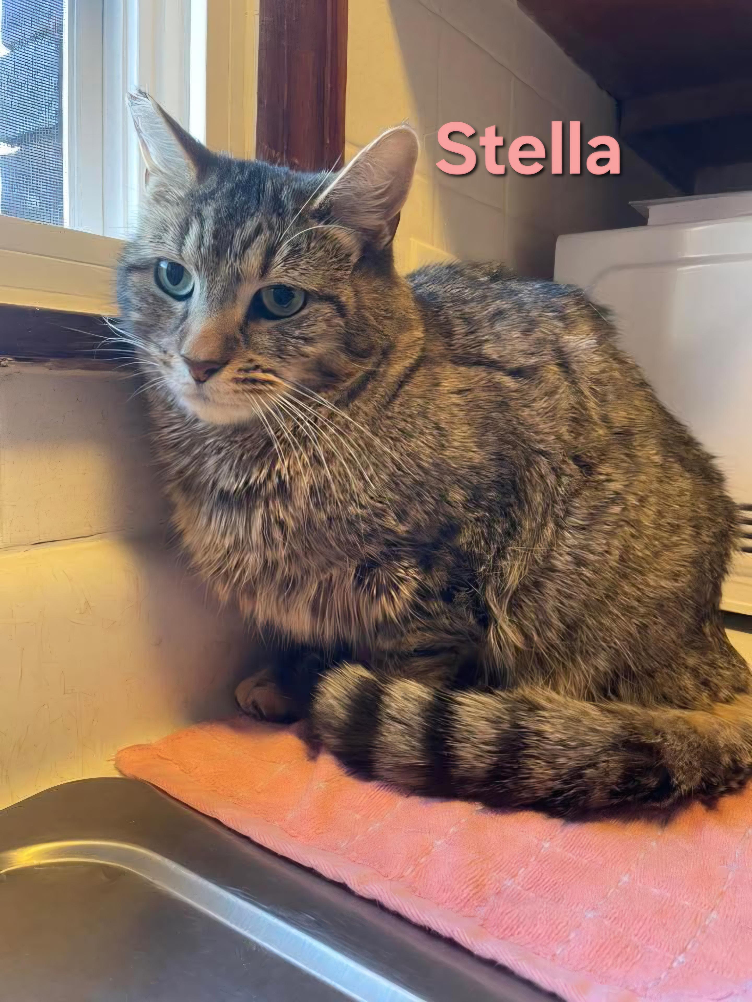 Stella photo 1