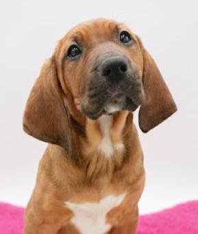 Pickles Is Our Dorky