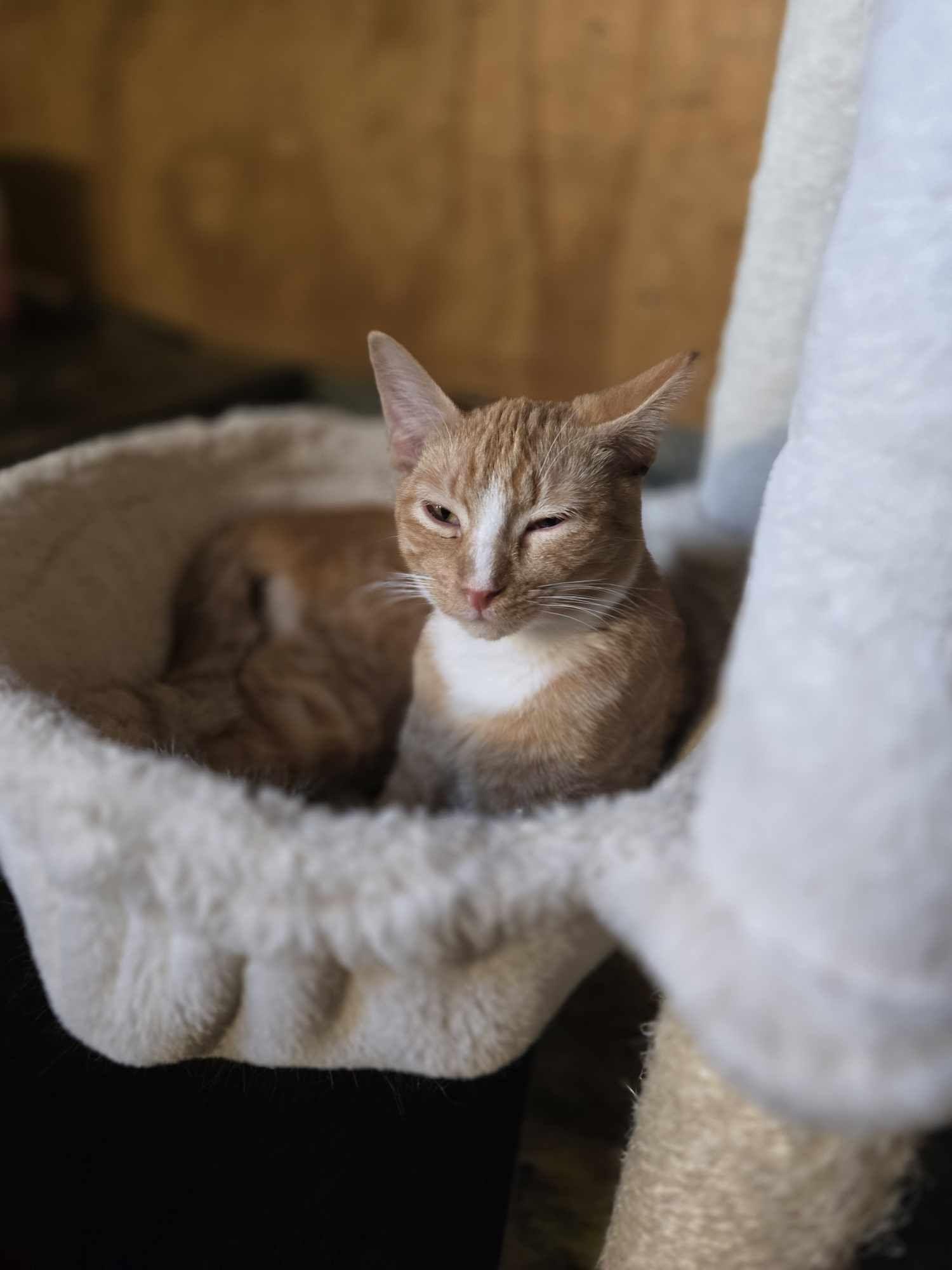 A young small-sized male Domestic Short Hair cat named Hansel for adoption in Kempner, TX