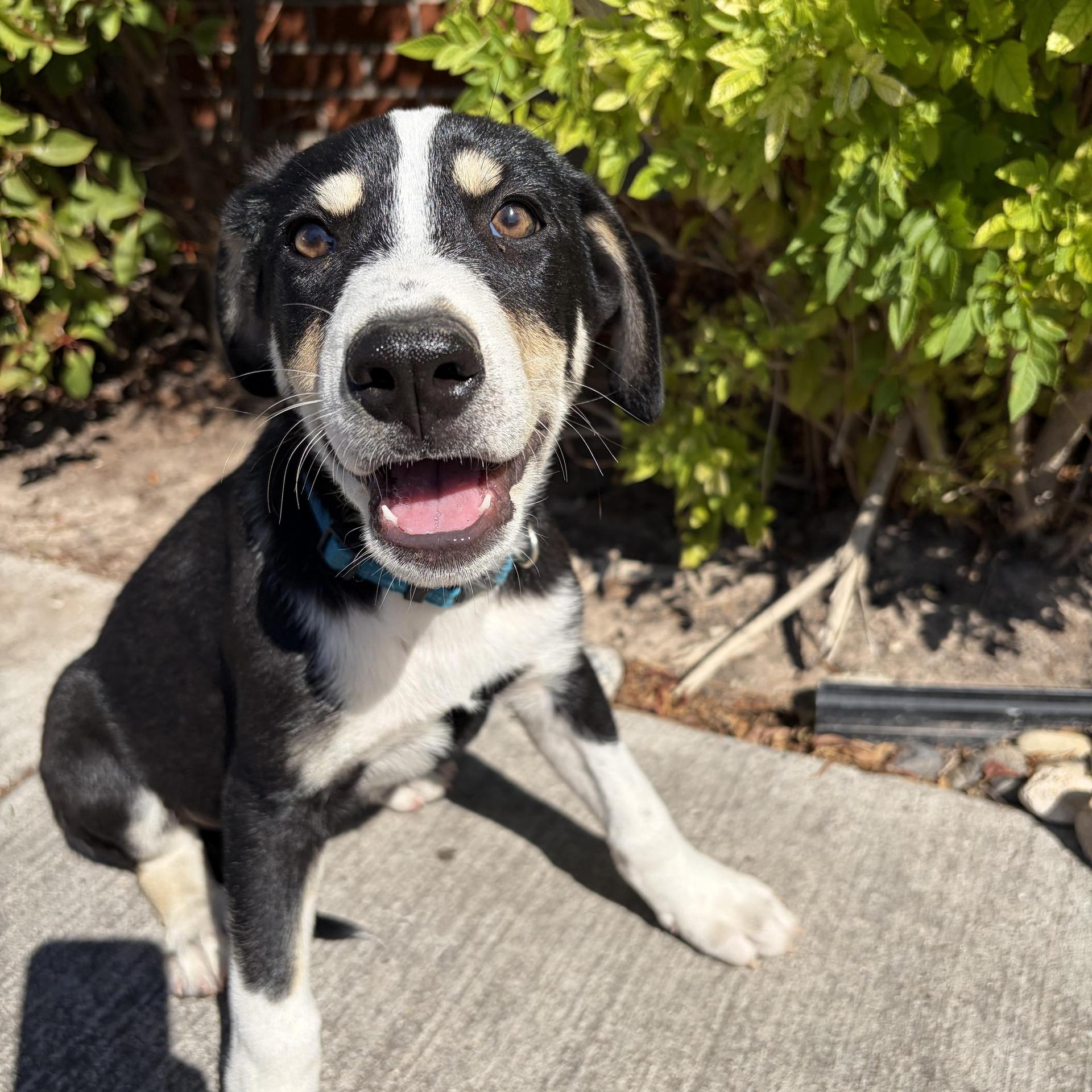 A baby medium-sized male Australian Kelpie dog named Batman for adoption in Harlingen, TX