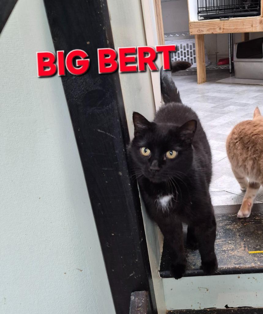 Big Bert