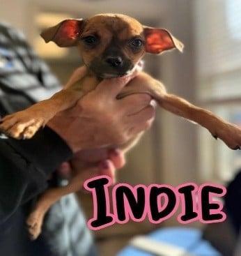 Indie