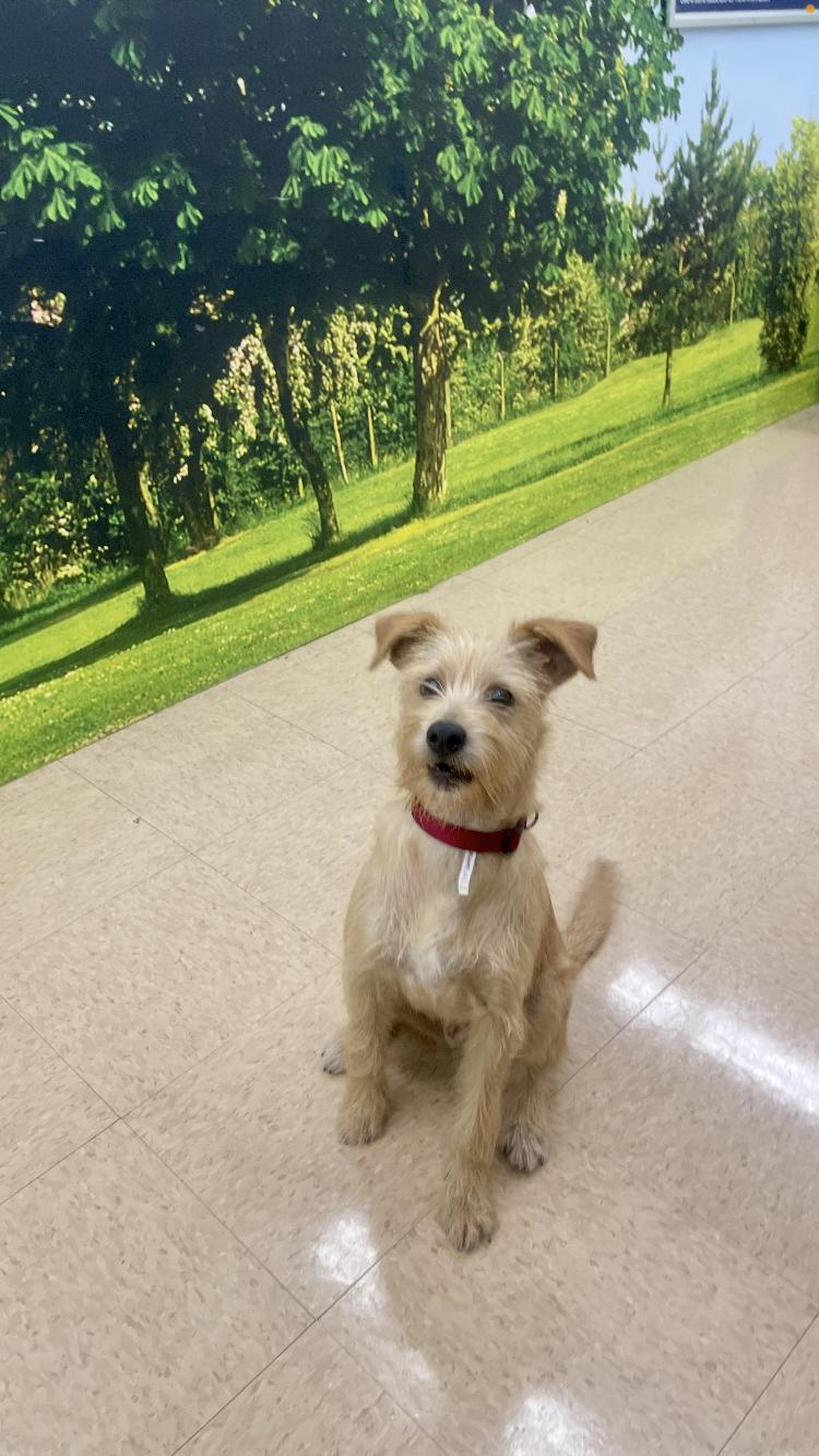 A young small-sized male Apricot / Beige Terrier dog named Benji for adoption in Medfield, MA