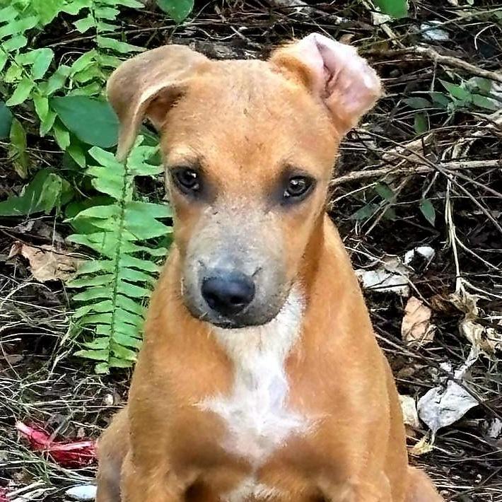 Papaya "sweet Love."