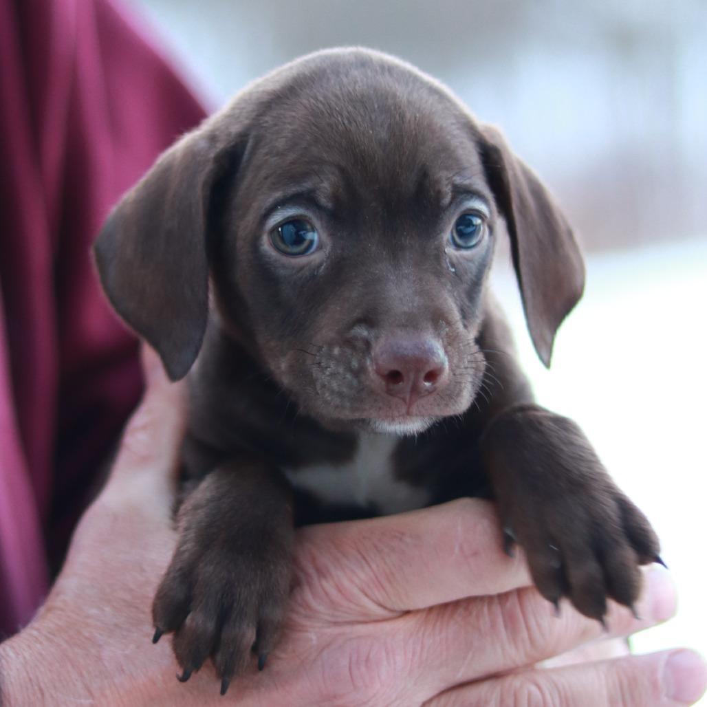 Ct Fajita Avail March