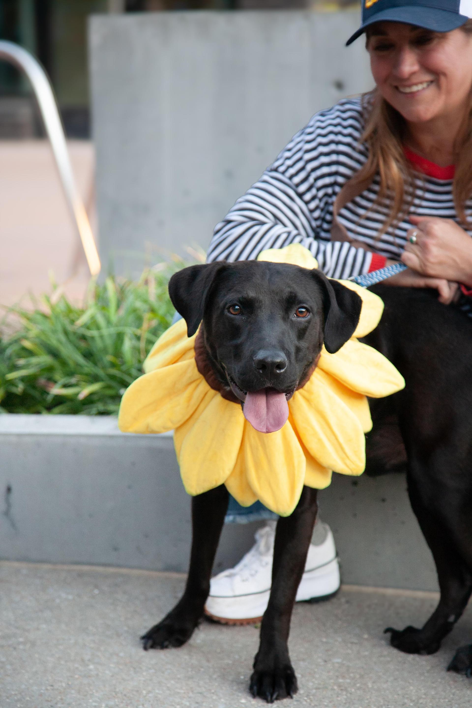 A young medium-sized male Black Labrador Retriever dog named Buddy for adoption in Franklin, TN