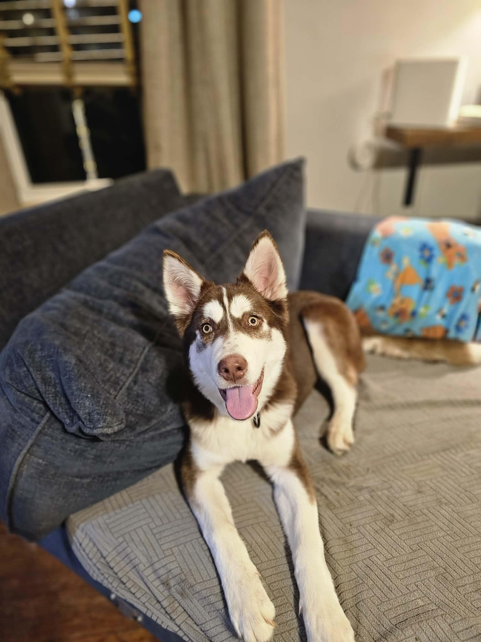 S'mores The Husky Pup