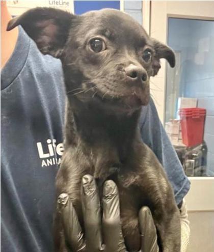 A young small-sized male Mixed Breed dog named Geography for adoption in Chamblee, GA