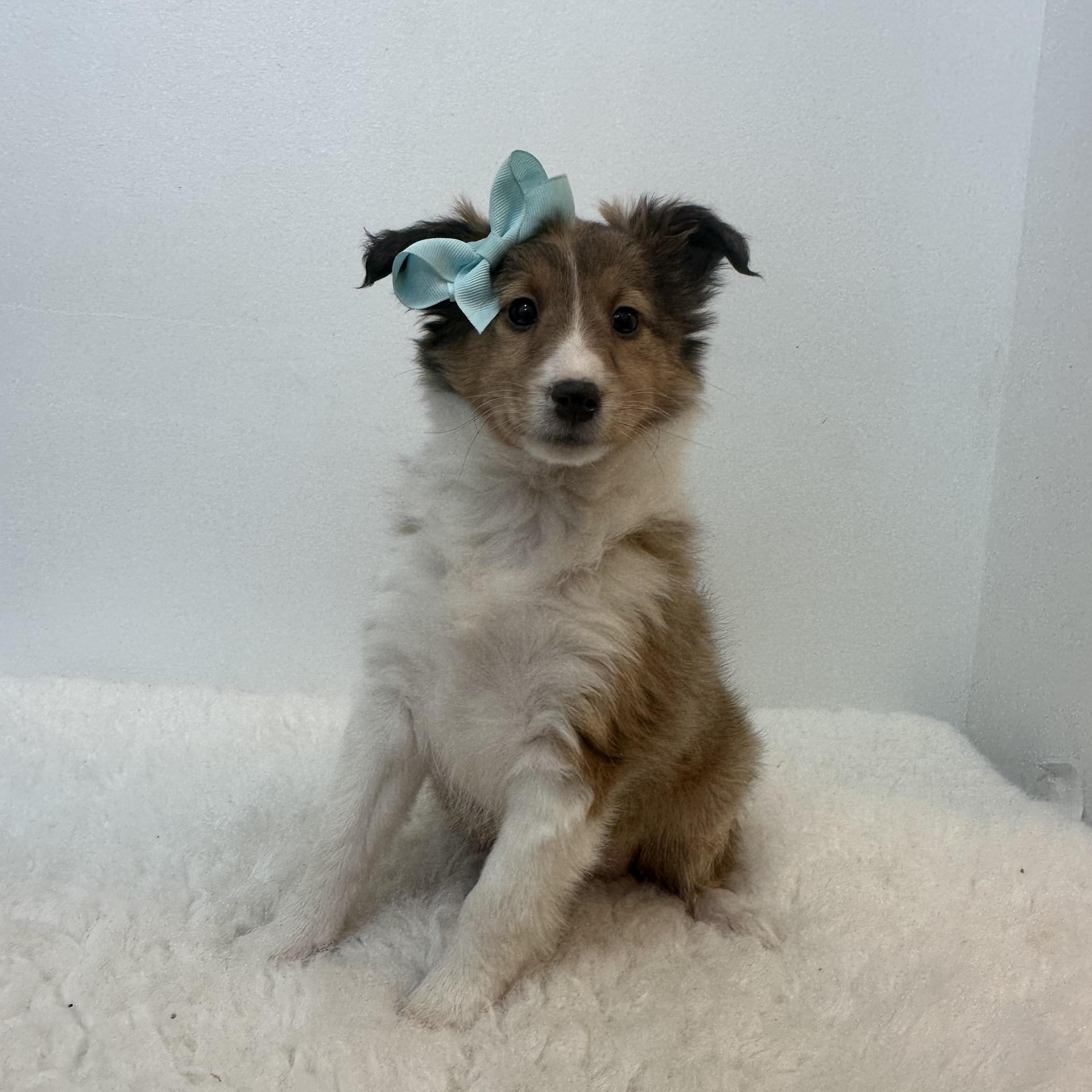 Phoebe & Fern photo 1