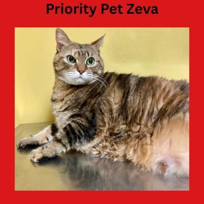 Zeva `a Priority