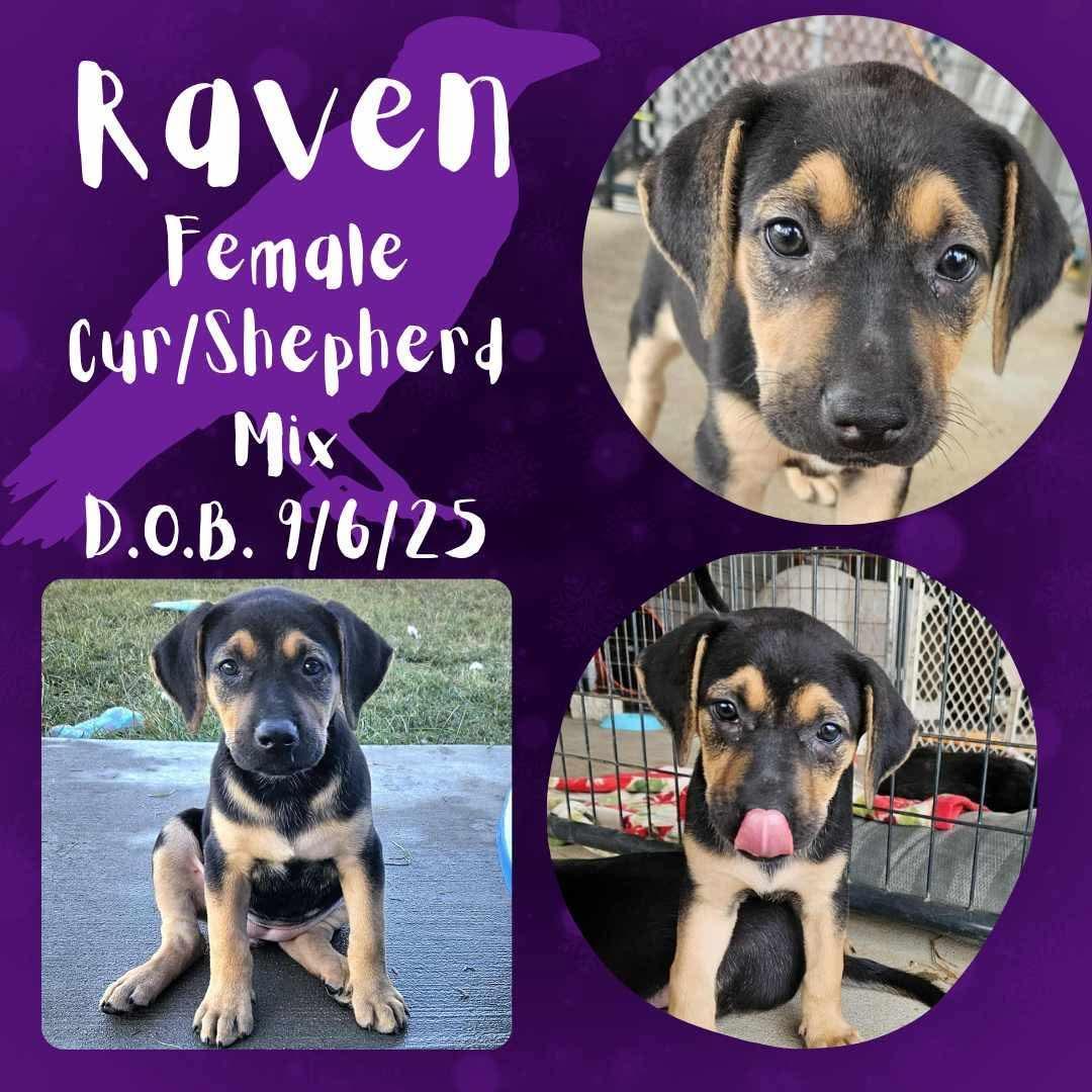 A baby medium-sized female Black German Shepherd Dog dog named Raven for adoption in Caldwell, TX