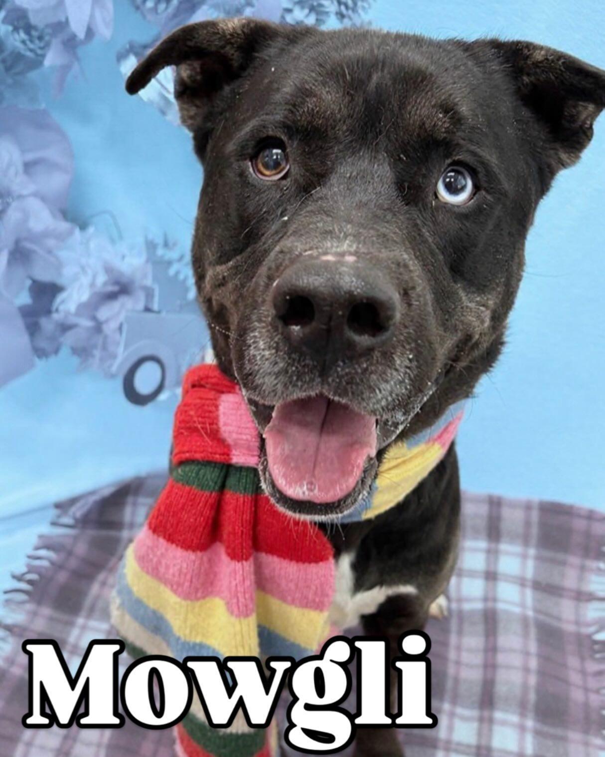 Mowgli Tag