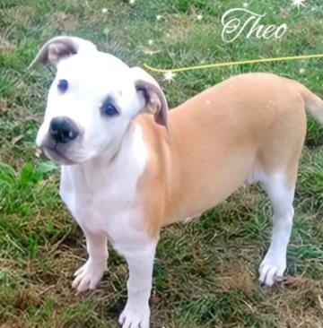 Theo