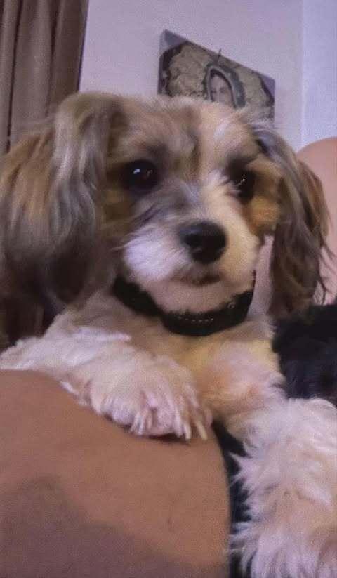 A young small-sized female Yorkshire Terrier dog named Ling Ling for adoption in Palm Bay , FL