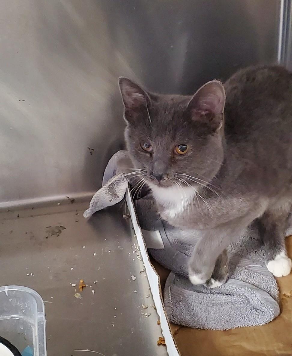 A baby small-sized male Domestic Short Hair cat named Pingree for adoption in Brighton, MI