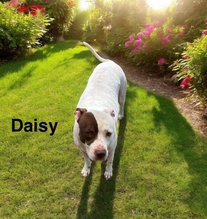 Daisy