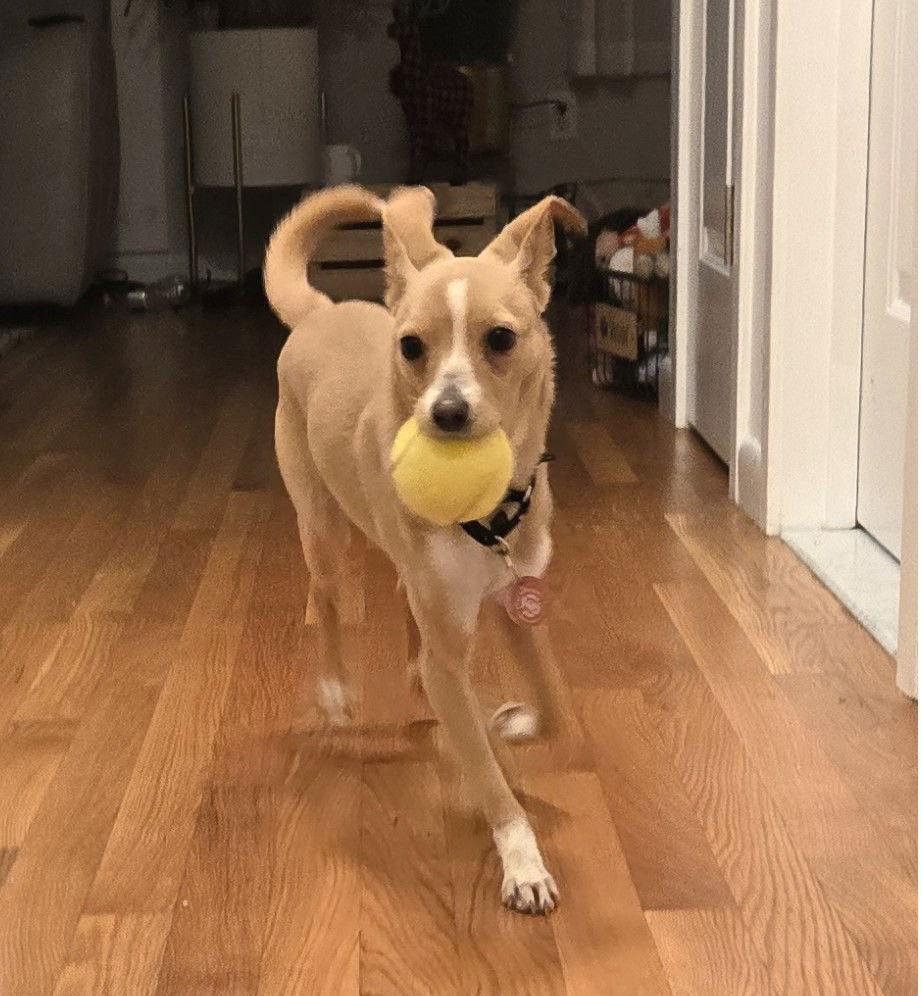 Pugsley Adams Local photo 1