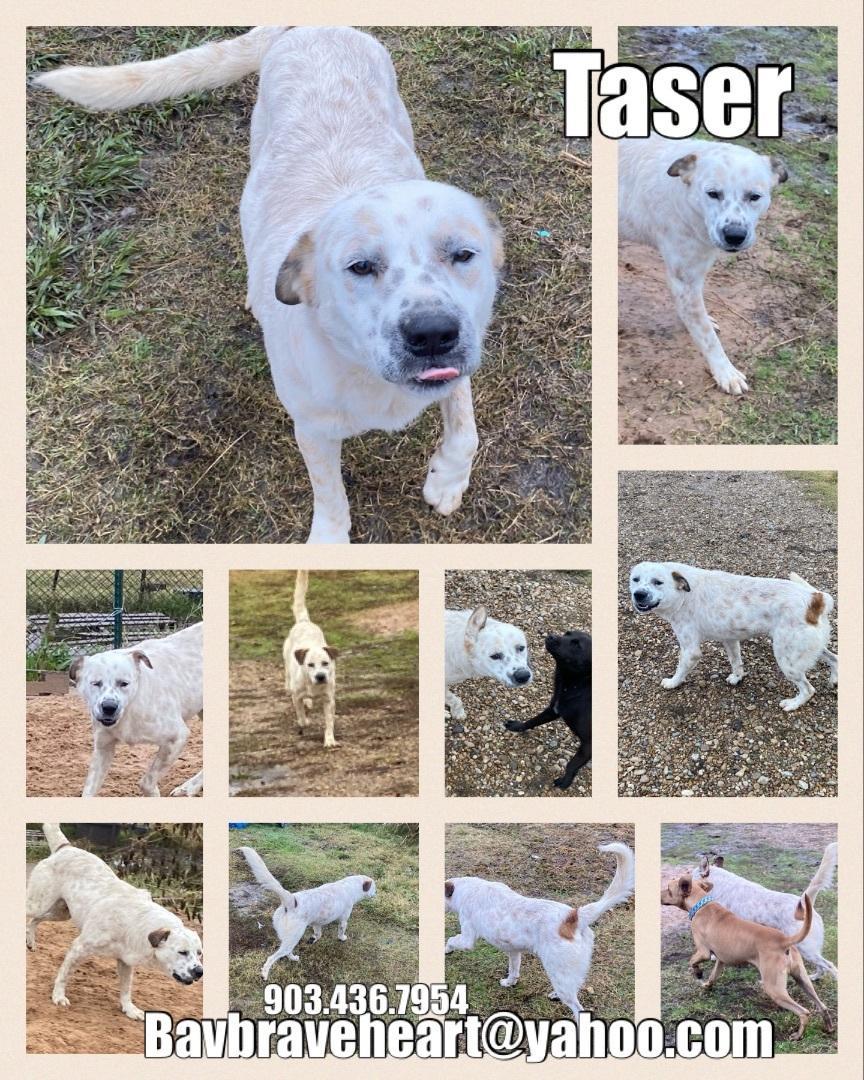 An adult large-sized male Merle (Red) Australian Cattle Dog / Blue Heeler dog named Taser for adoption in Ladonia, TX