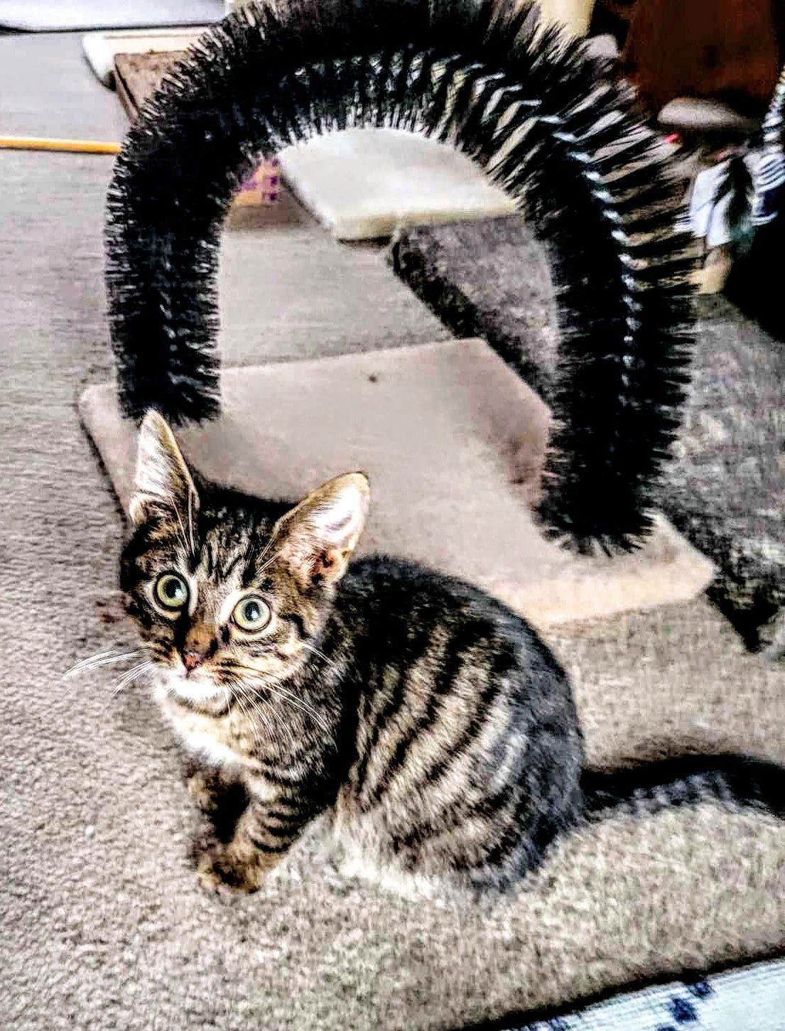 A baby small-sized male Tabby cat named C Litter Jessie for adoption in Livonia, MI