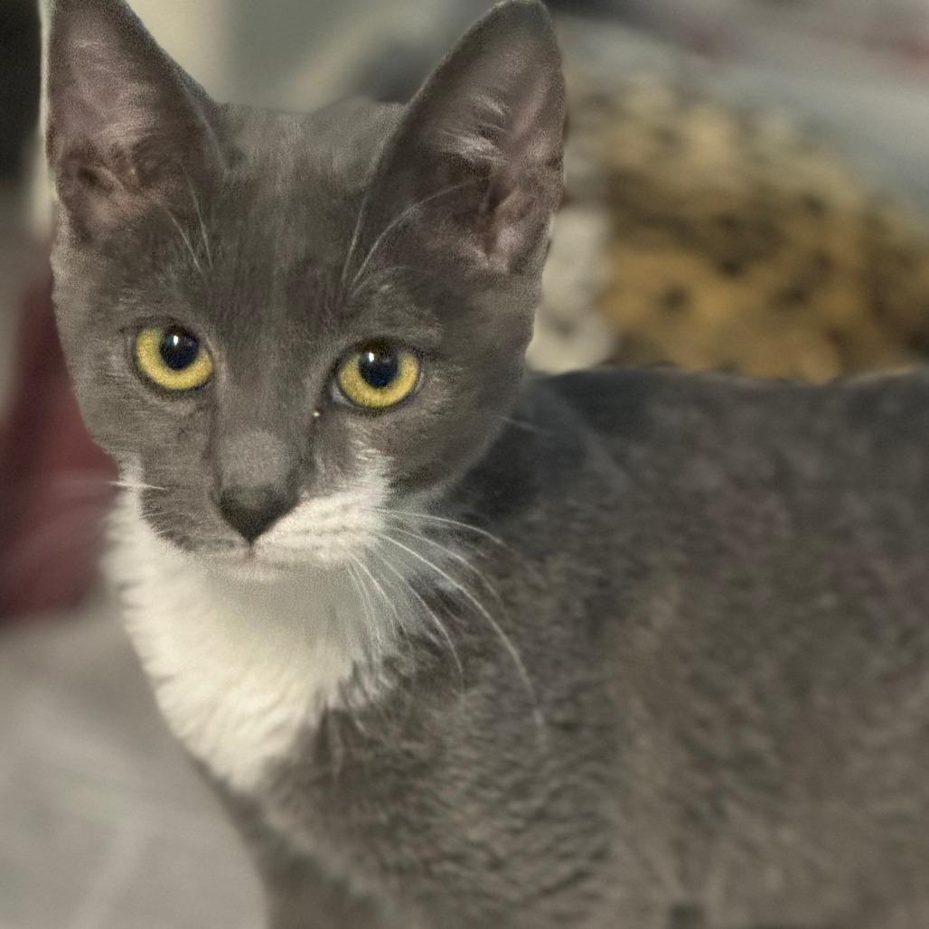 Captain Fuzzpaws photo 1