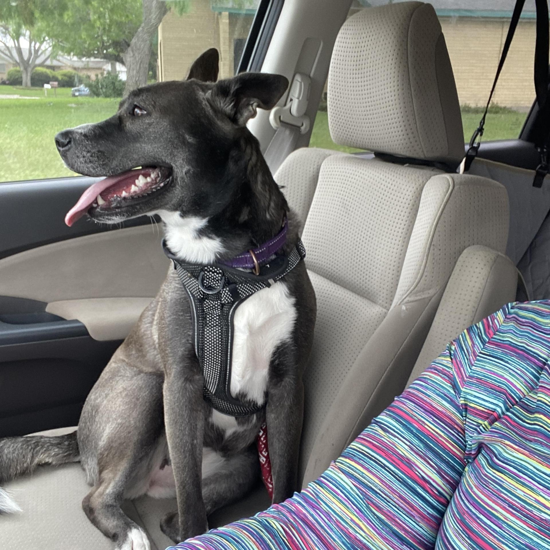 An adult medium-sized female Gray / Blue / Silver Terrier dog named Mallory for adoption in Corpus Christi, TX