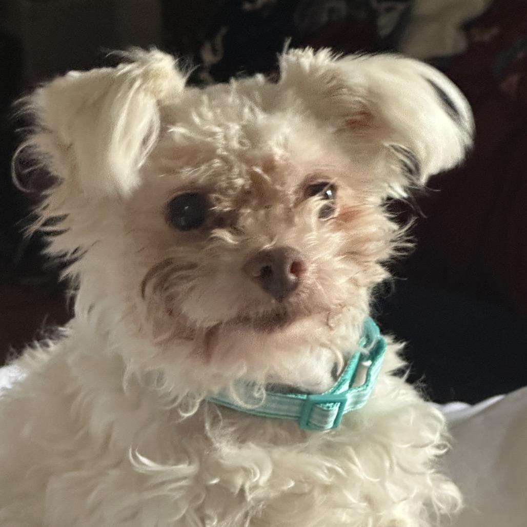 Marshmallow Bonded W Sweetheart