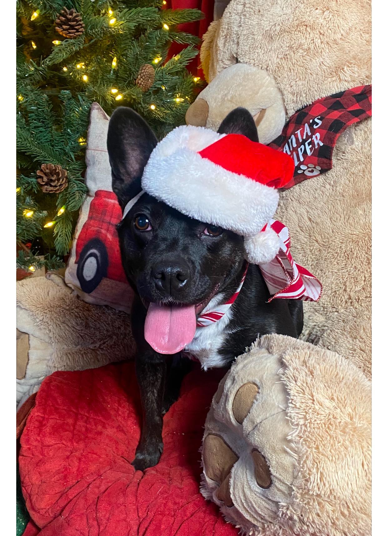 Brandy Petite Funny Staffordshire