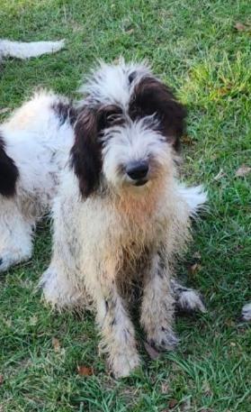 A young medium-sized female Black Sheepadoodle dog named Brynne for adoption in Manvel, TX