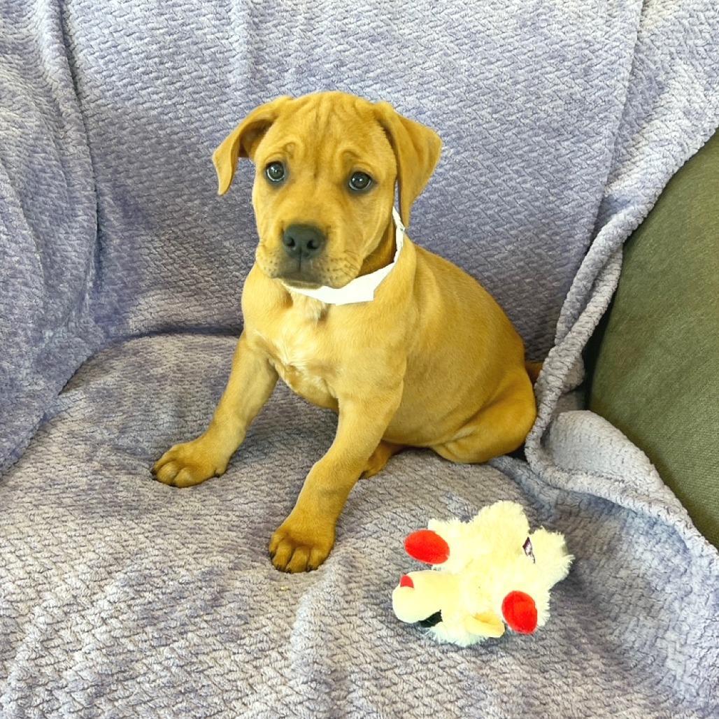 Marcia Marcia Marcia