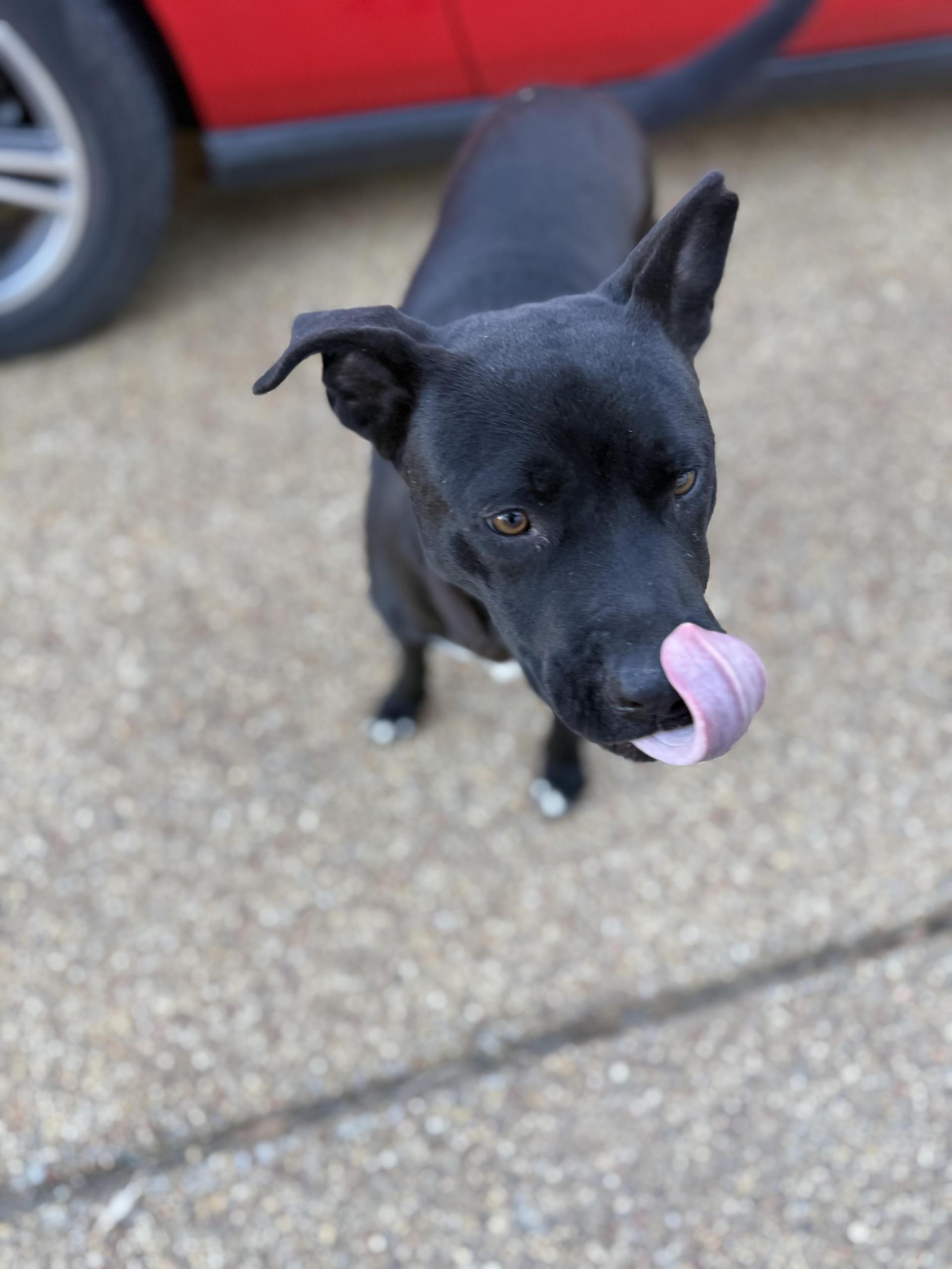 A young medium-sized male Black Pit Bull Terrier dog named Samuel for adoption in Holly Springs, MS