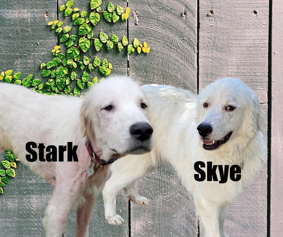 Skye And Stark