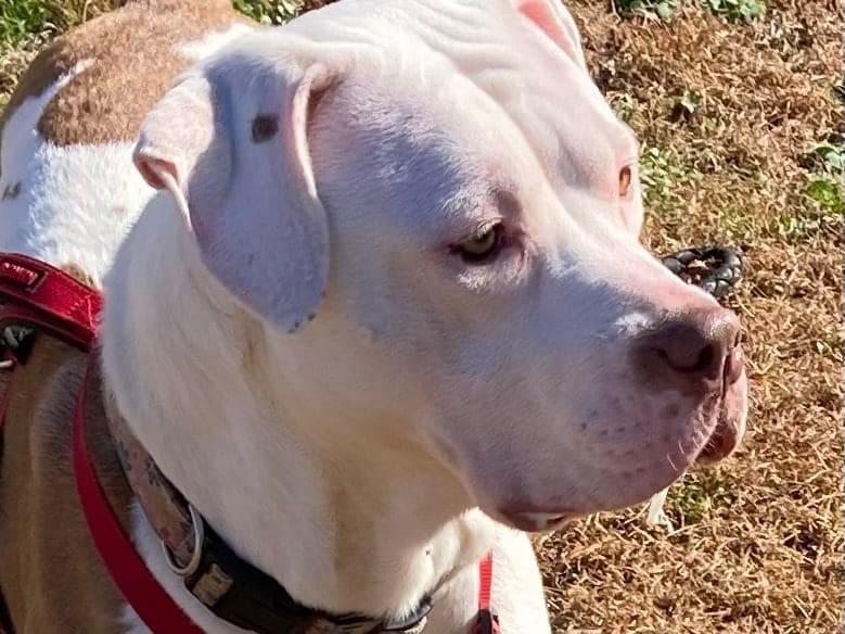 An adult large-sized female White / Cream American Bulldog dog named Hazel for adoption in Zuni, VA