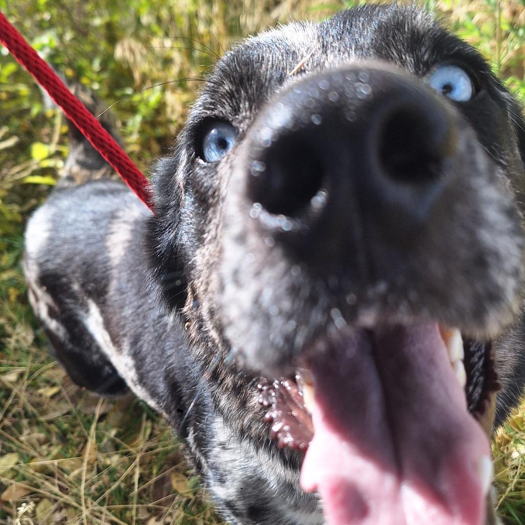 An adult medium-sized female Black Catahoula Leopard Dog dog named Scarlet Prettiest Sky for adoption in Flagstaff, AZ