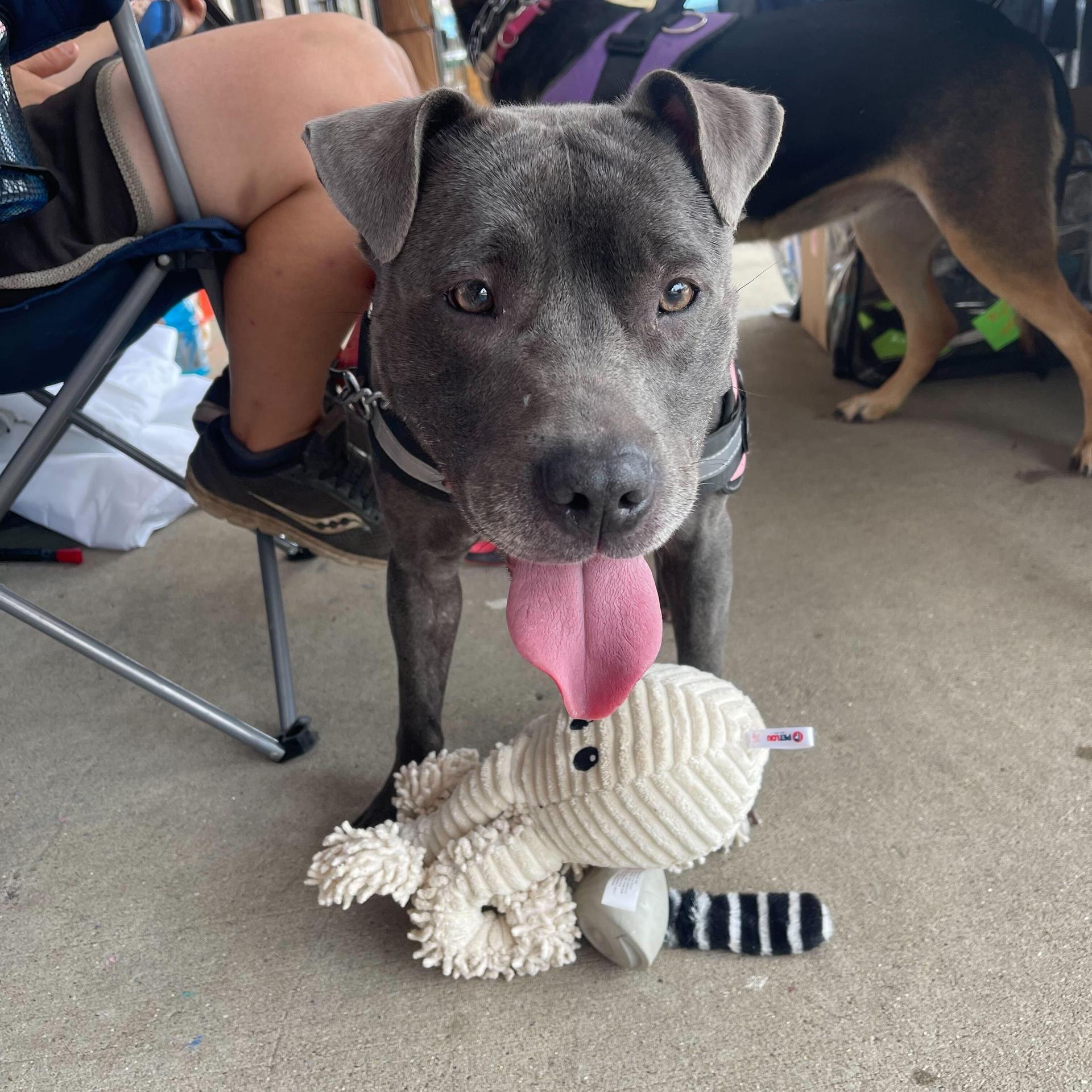 An adult medium-sized female Shar-Pei dog named Nala for adoption in Addison, IL